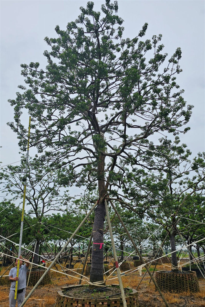 Ilex chinensis