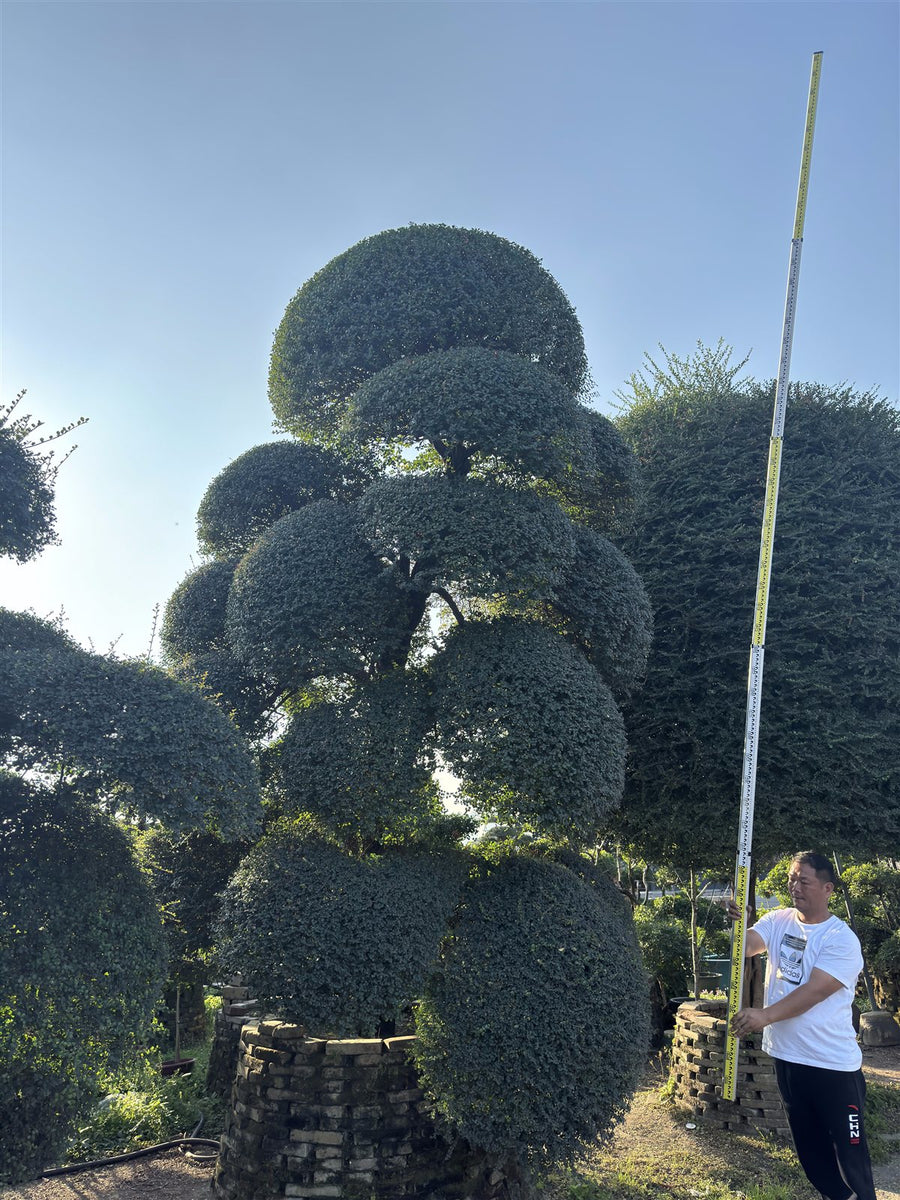 Ilex crenata
