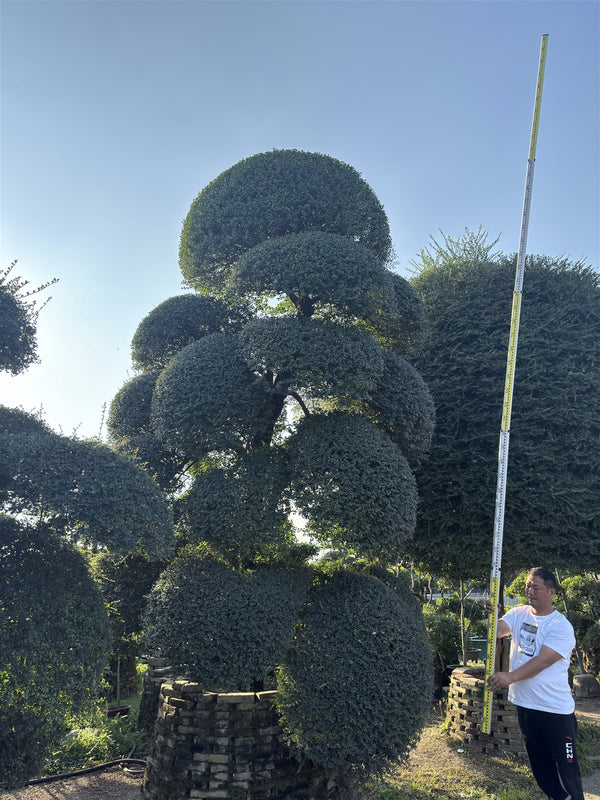 Ilex crenata