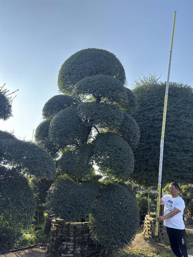 Ilex crenata