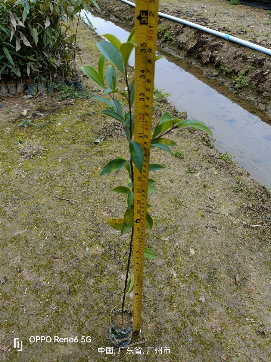 Ilex spp