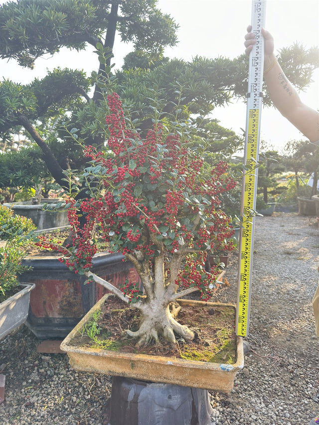 Ilex verticillata