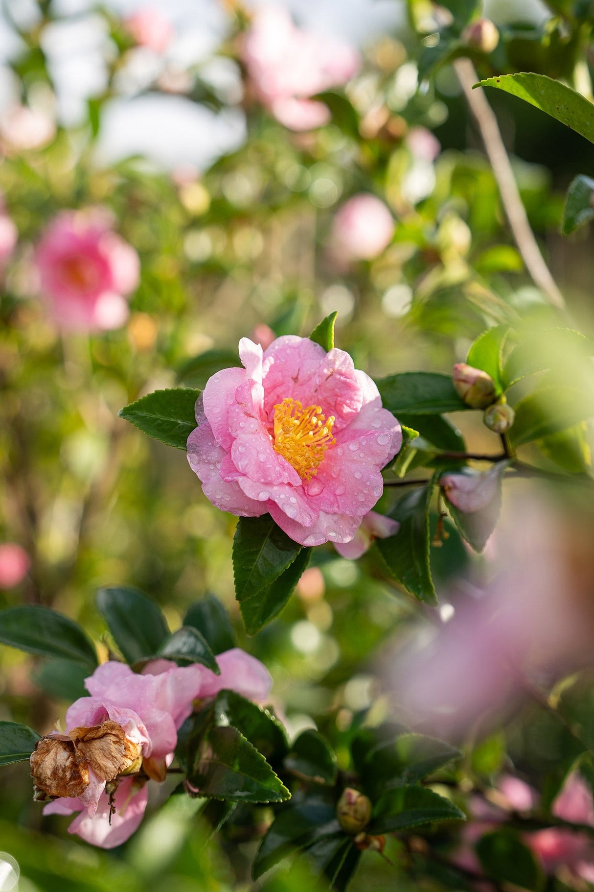 Camellia sasanqua 'Jennifer Susan' - Jennifer Susan Camellia