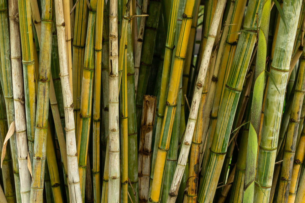 Dendrocalamus minor - Ghost Bamboo