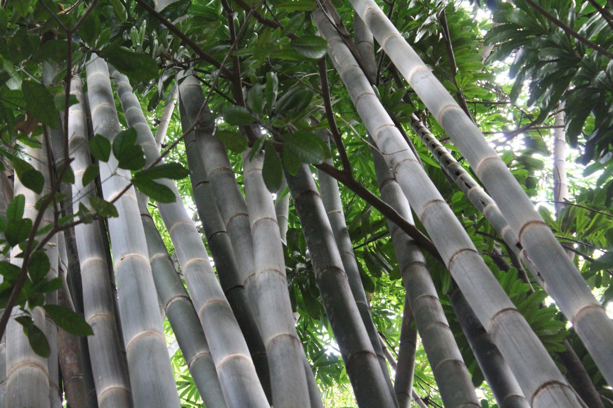 Bambusa oldhamii - Giant Timber Bamboo