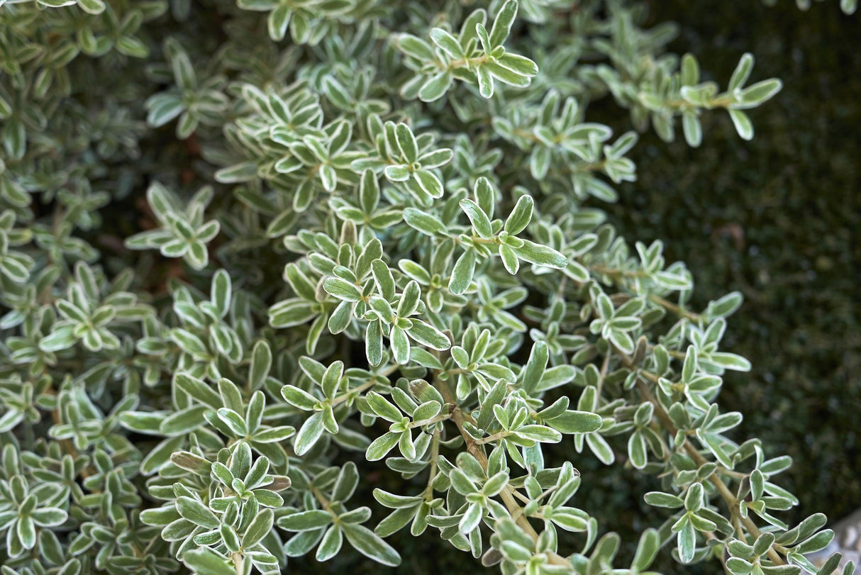 Coprosma 'Green and Gold' - Green and Gold Coprosma