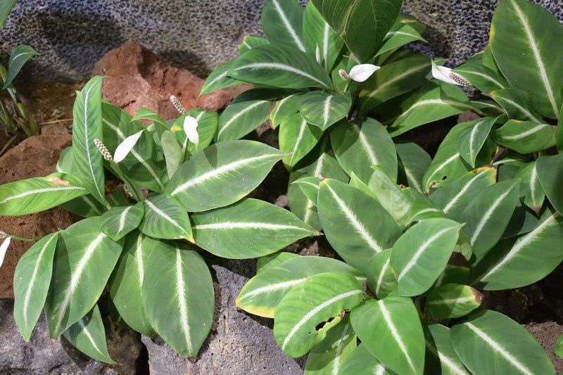 Dieffenbachia 'Green Magic' - Green Magic Dumb Cane