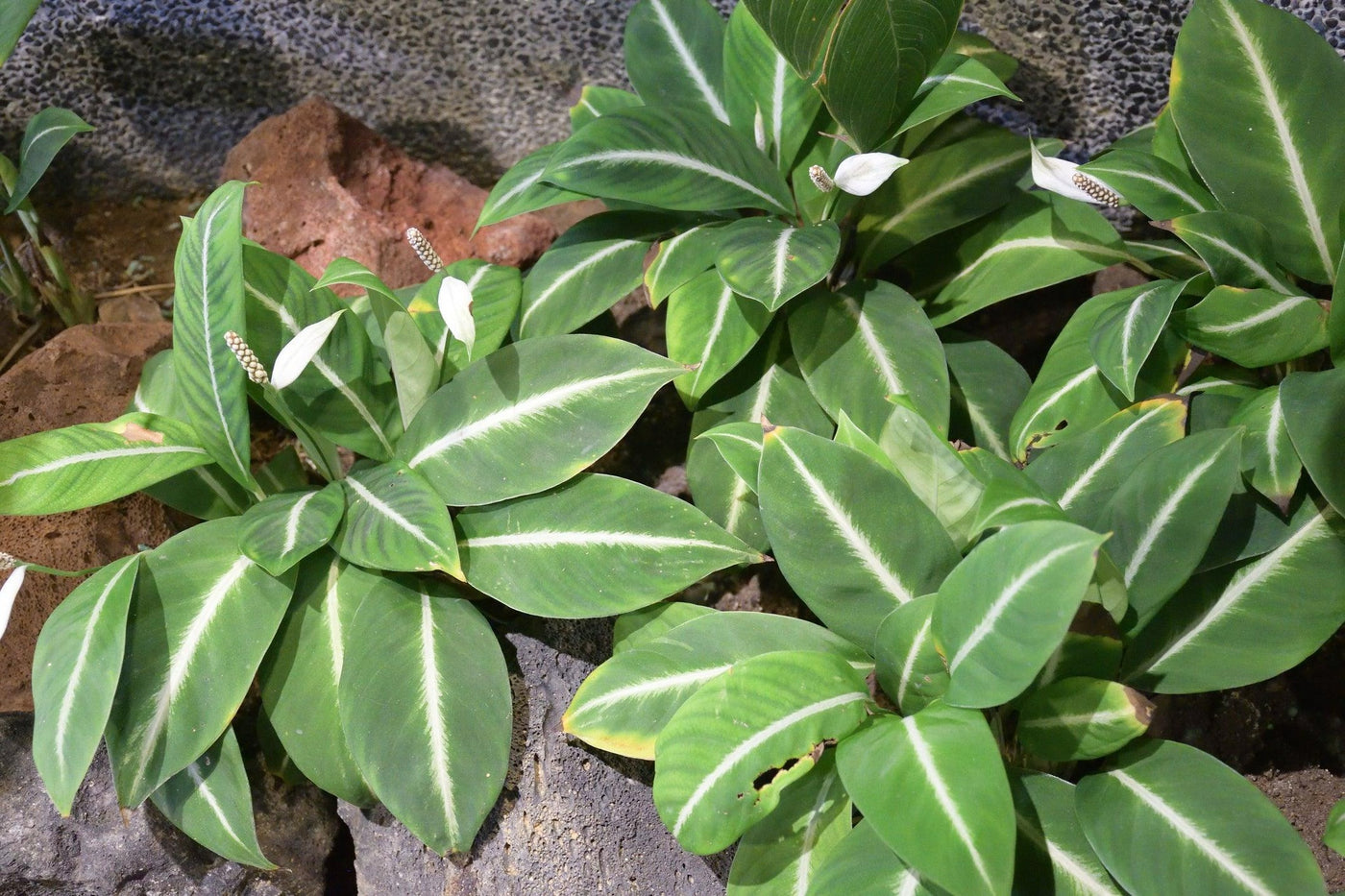 Dieffenbachia 'Green Magic' - Green Magic Dumb Cane