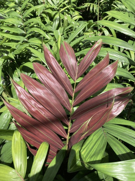 Chambeyronia macrocarpa 'Hookerii' - Hooker's Red Palm