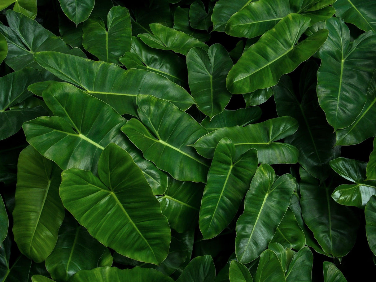 Philodendron 'Hope' - Hope Philodendron