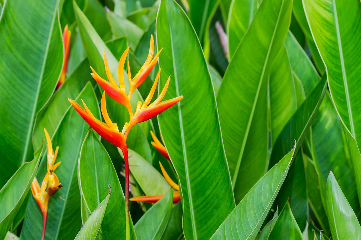 Heliconia psittacorum 'Hot Rio Nights' - Hot Rio Nights Heliconia