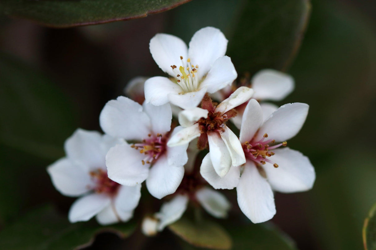 Rhaphiolepis 'Hot Tips' - Hot Tips Indian Hawthorn