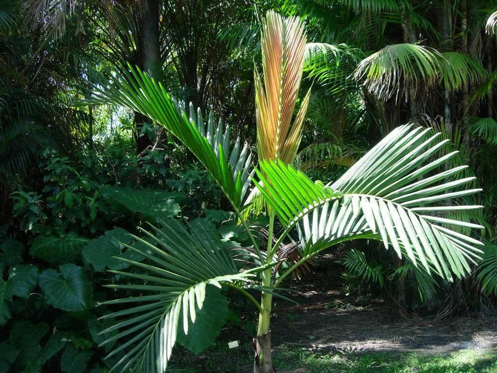 Chambeyronia houailouensis - Houailou Palm