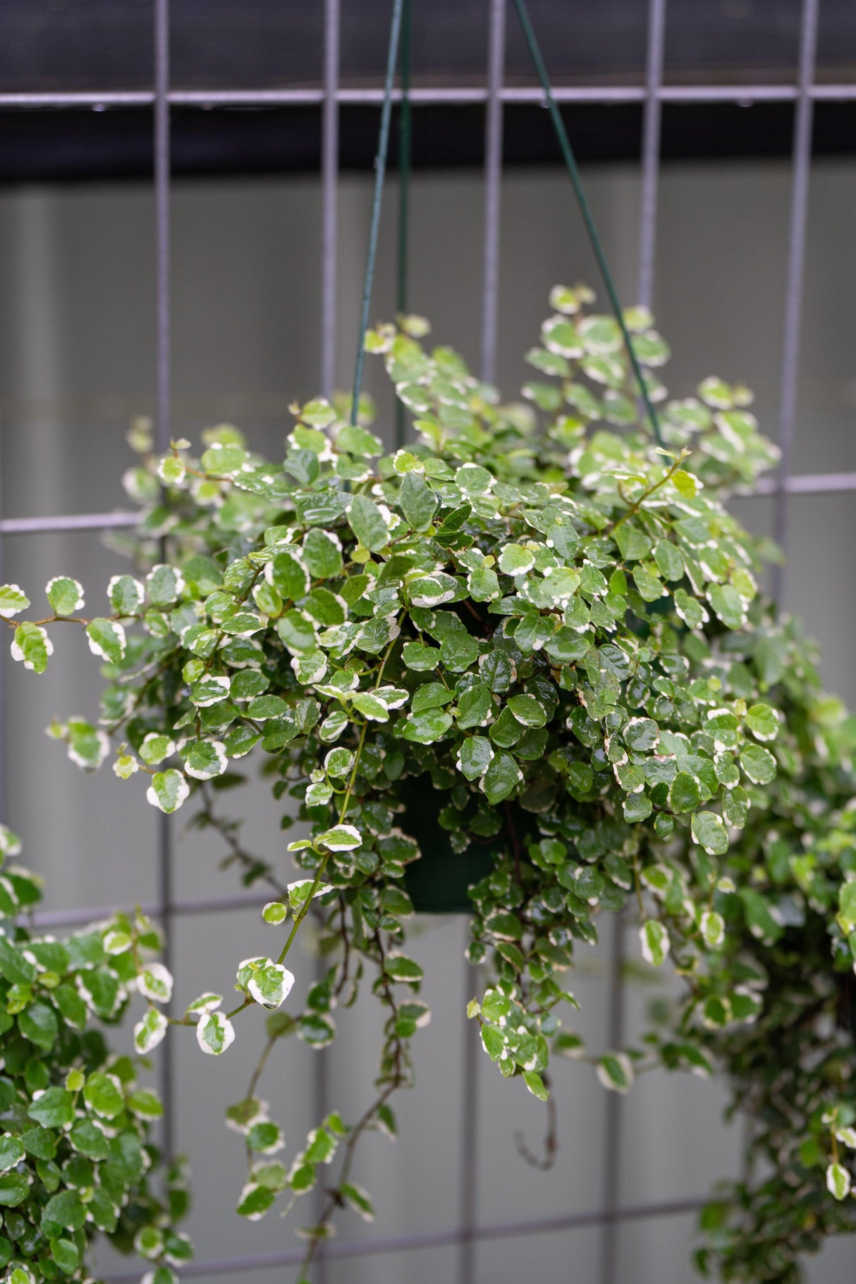 Ficus pumila 'Ice Caps' - Ice Caps Variegated Creeping Fig