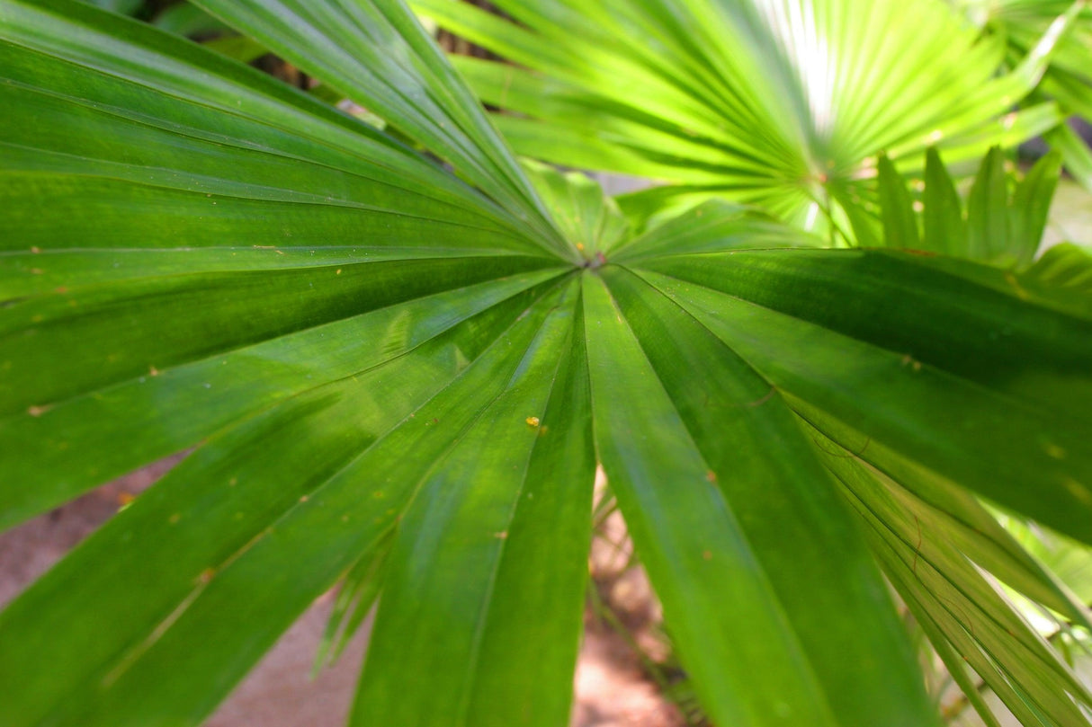 Itaya amicorum - Itaya Palm