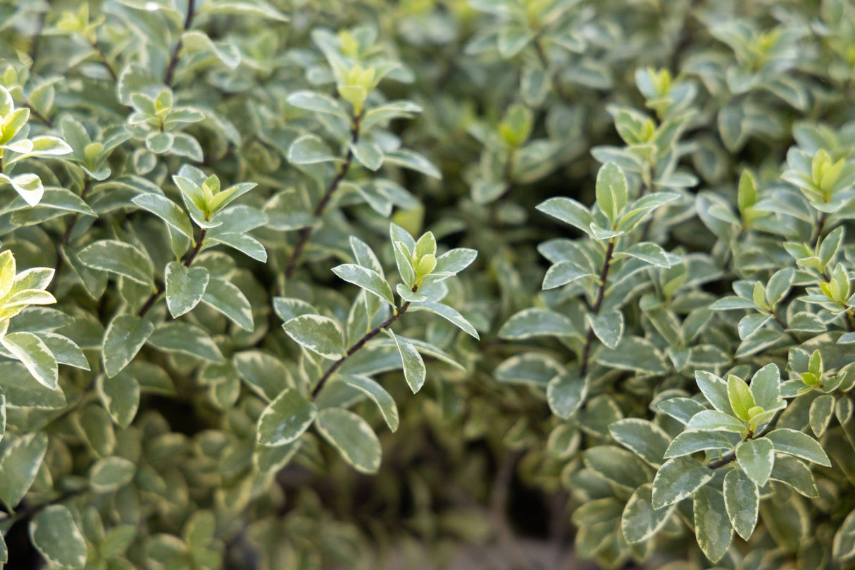 Pittosporum tenuifolium 'Ivory Sheen' - Ivory Sheen Kohuhu