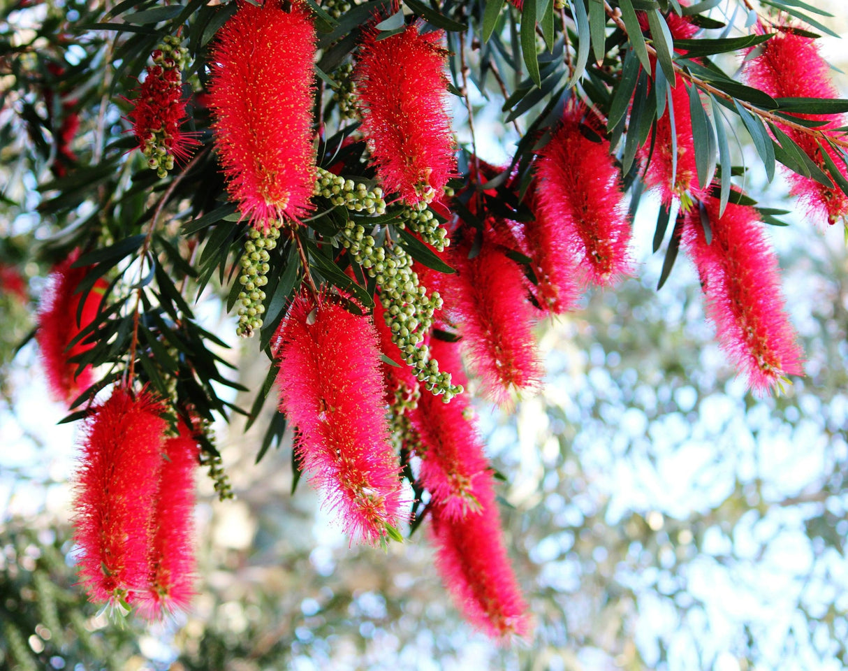 Callistemon 'Kings Park Special' - Kings Park Special Bottlebrush