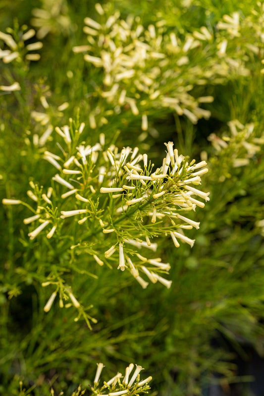 Russelia equisetiformis 'Lemon Falls' - روسيليا ليمون فولز