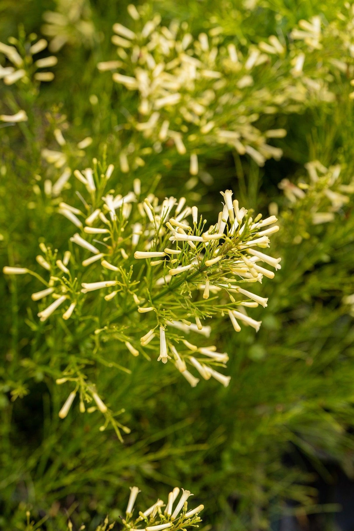 Russelia equisetiformis 'Lemon Falls' - Lemon Falls Russelia