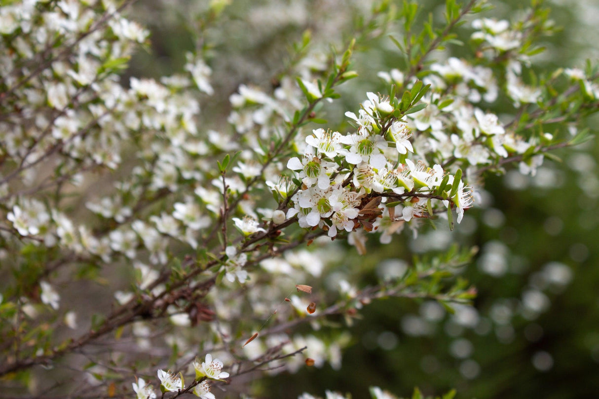 Leptospermum 'Lemon Frost' - Lemon Frost Leptospermum