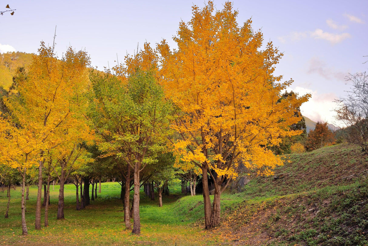 Ginkgo biloba 'Lemonlime Spire' - Lemonlime Spire Ginkgo