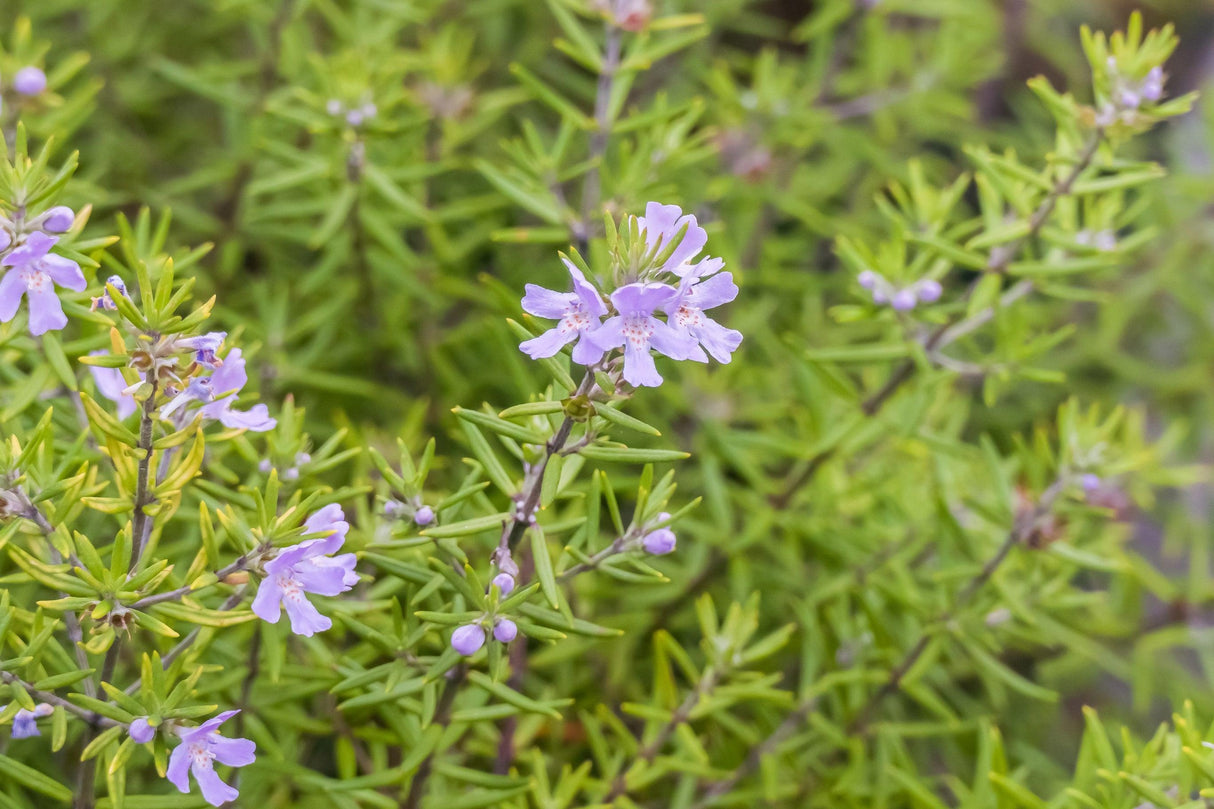 Westringia longifolia - Longleaf Westringia