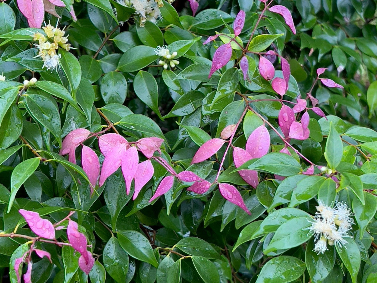 Syzygium luehmannii - Luehmann's Lilly Pilly