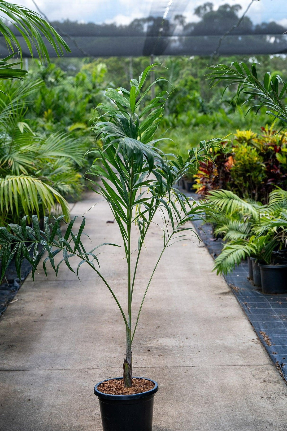 Dypsis madagascariensis - Madagascar Palm