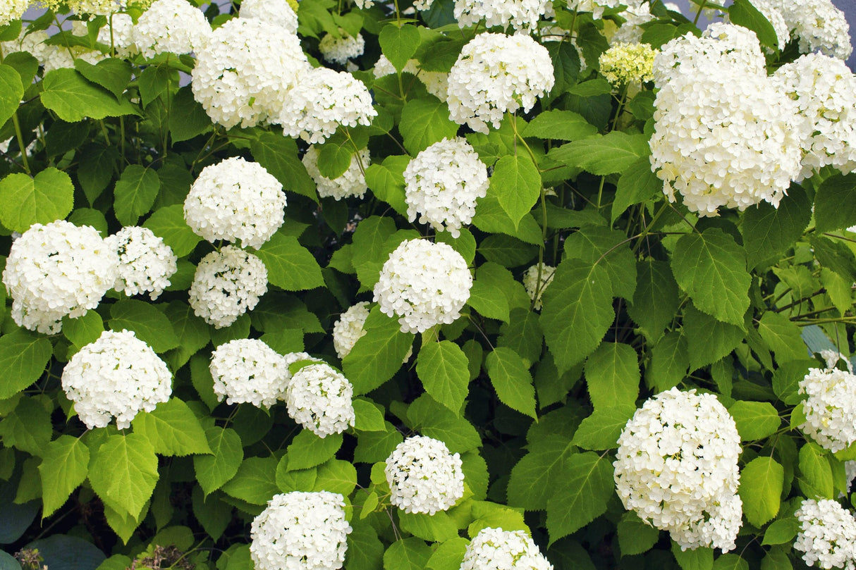 Hydrangea macrophylla 'Magical Pearl' - Magical Pearl Hydrangea