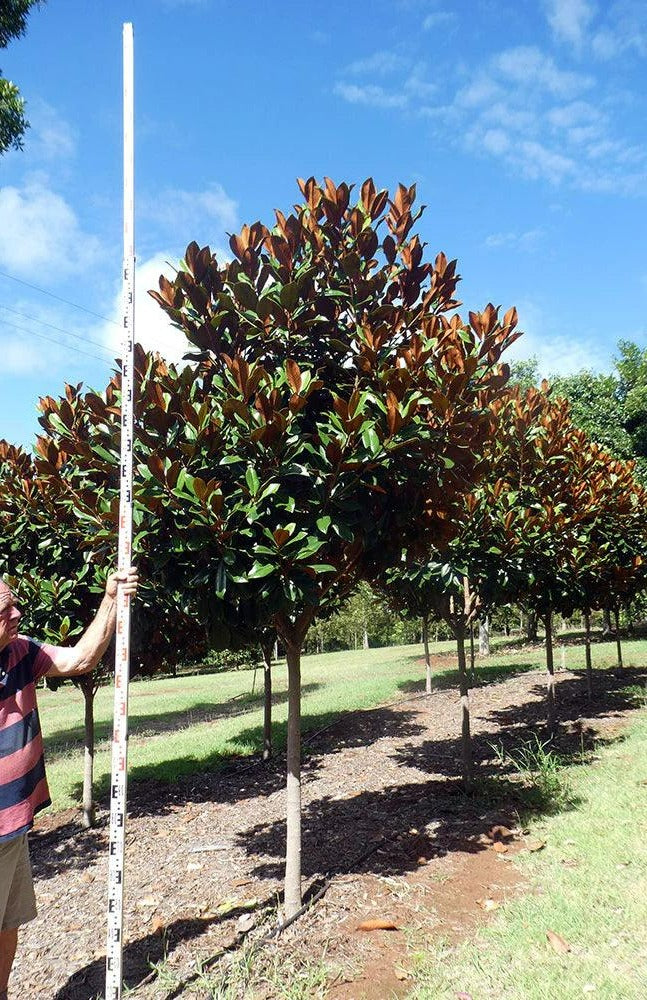 Magnolia grandiflora ‘Coolwyn Gloss’ PBR - Coolwyn Gloss Magnolia