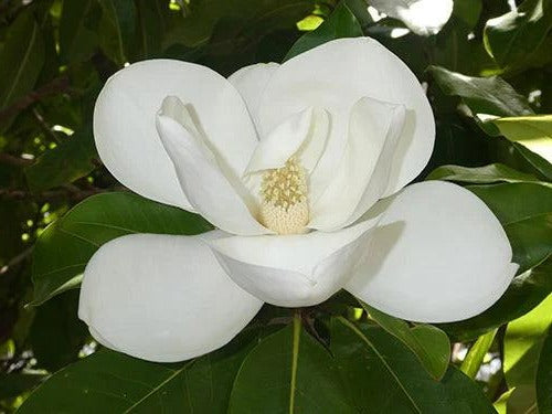 Magnolia grandiflora ‘Bull Bay’ - Bull Bay Magnolia