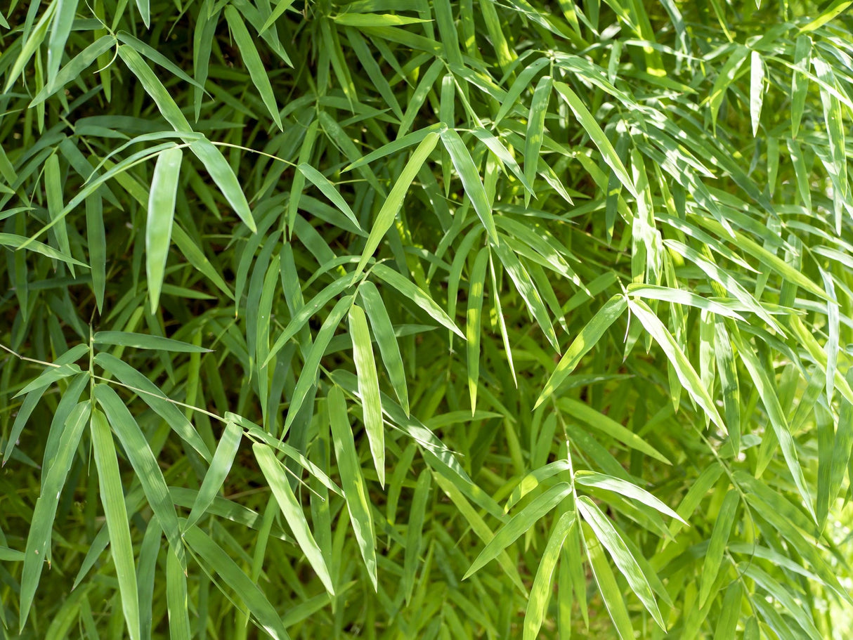 Bambusa heterostachya - Malay Dwarf Bamboo