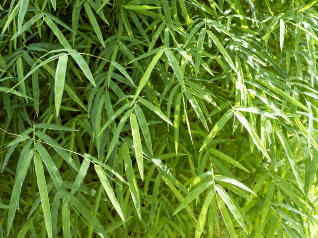 Bambusa heterostachya - Malay Dwarf Bamboo