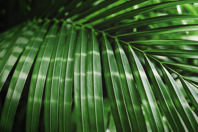 Dypsis rivularis - نخيل مانامبي