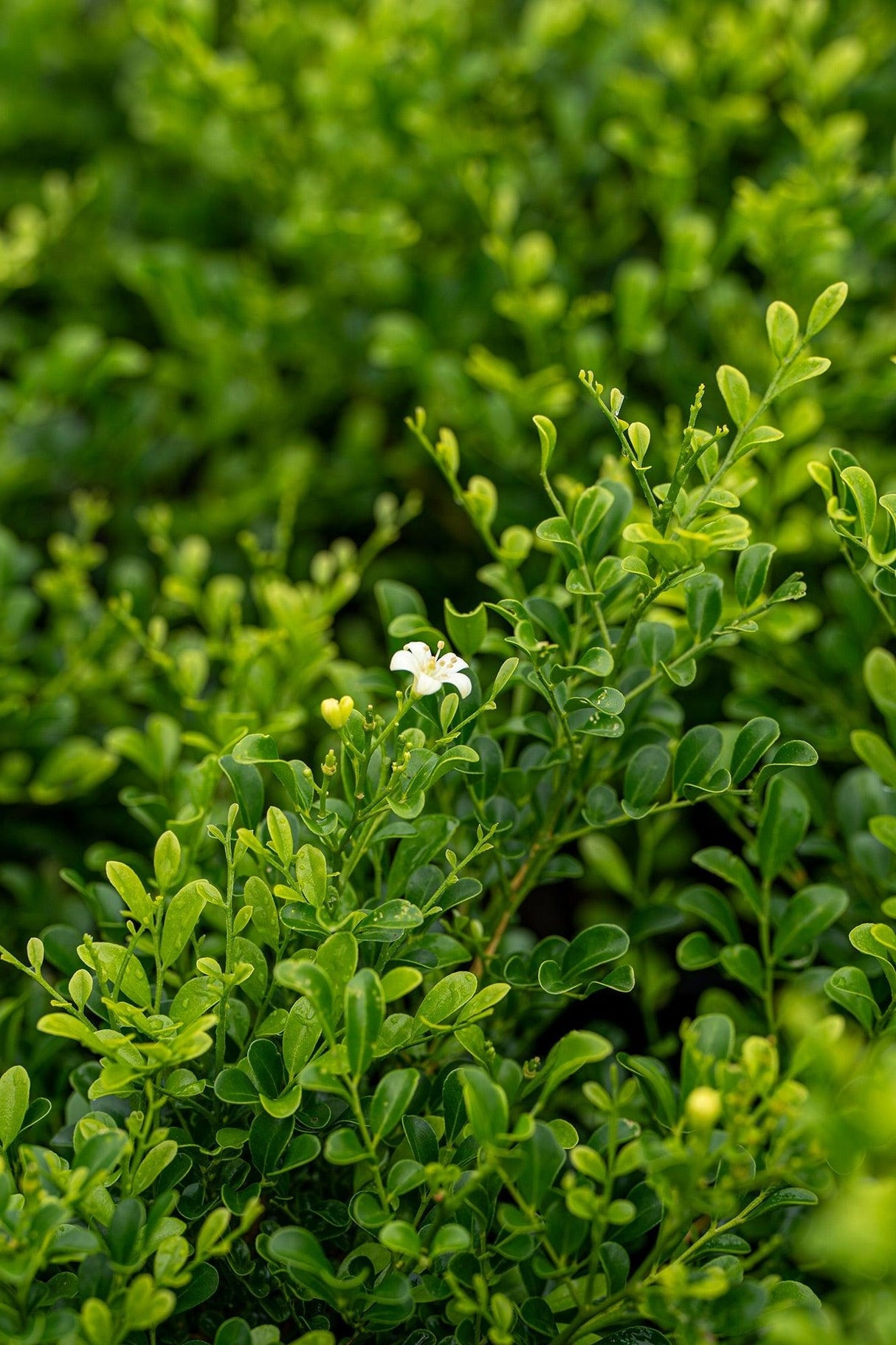 Murraya paniculata 'Min a Min' - Min a Min Mock Orange