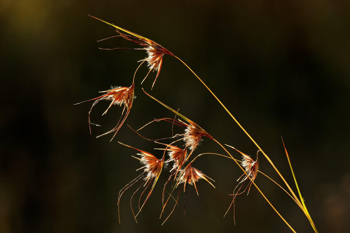 Themeda australis 'Mingo' - Mingo Kangaroo Grass