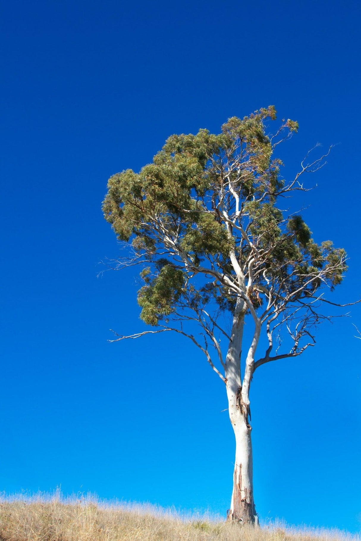 Corymbia tessellaris - Moreton Bay ash