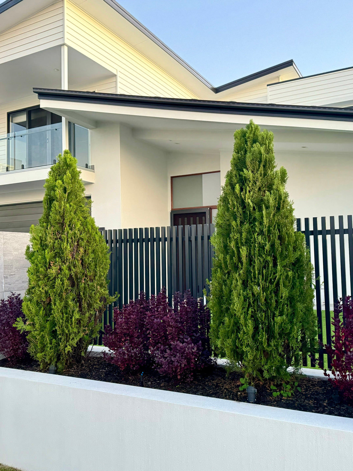 Thuja orientalis 'Morgan' - Morganii Oriental Arborvitae