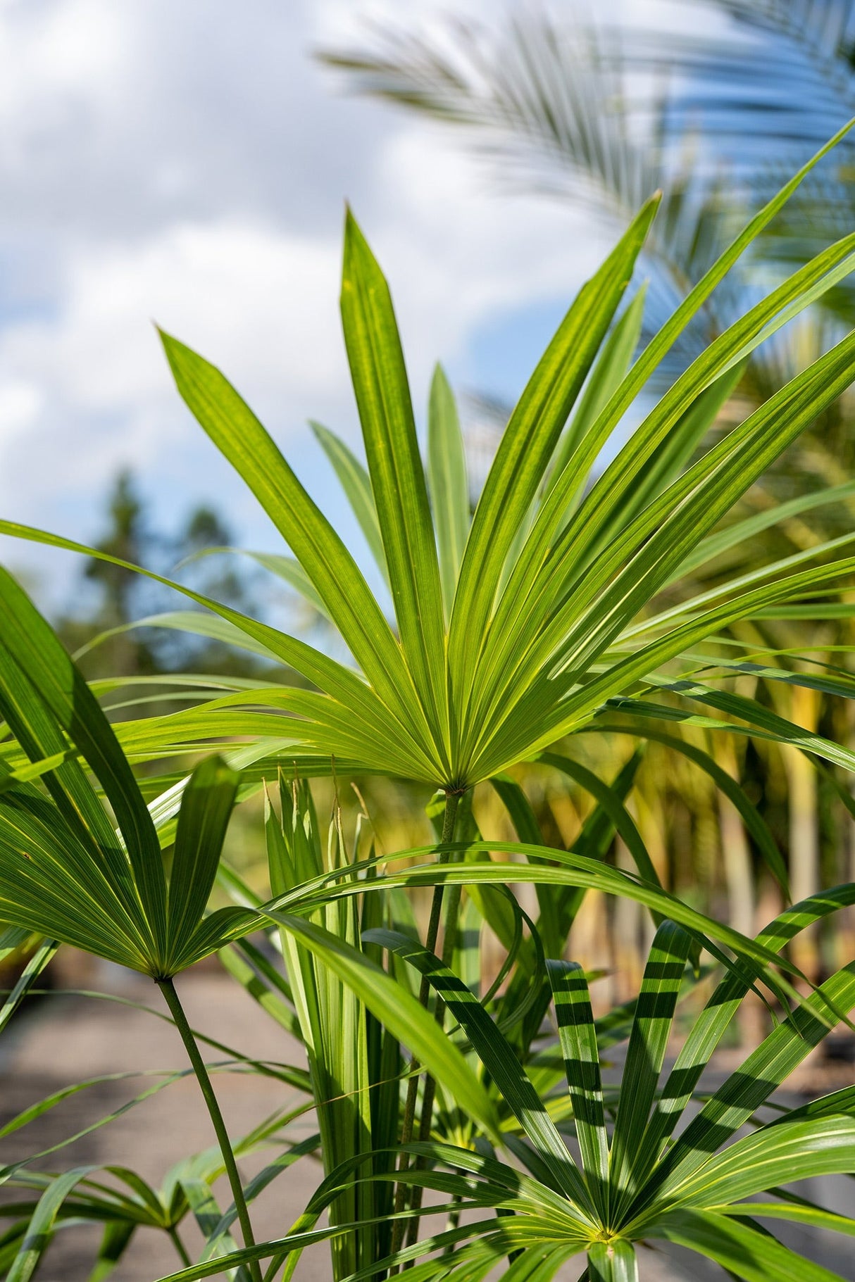 Schippia concolor - Mountain Palm