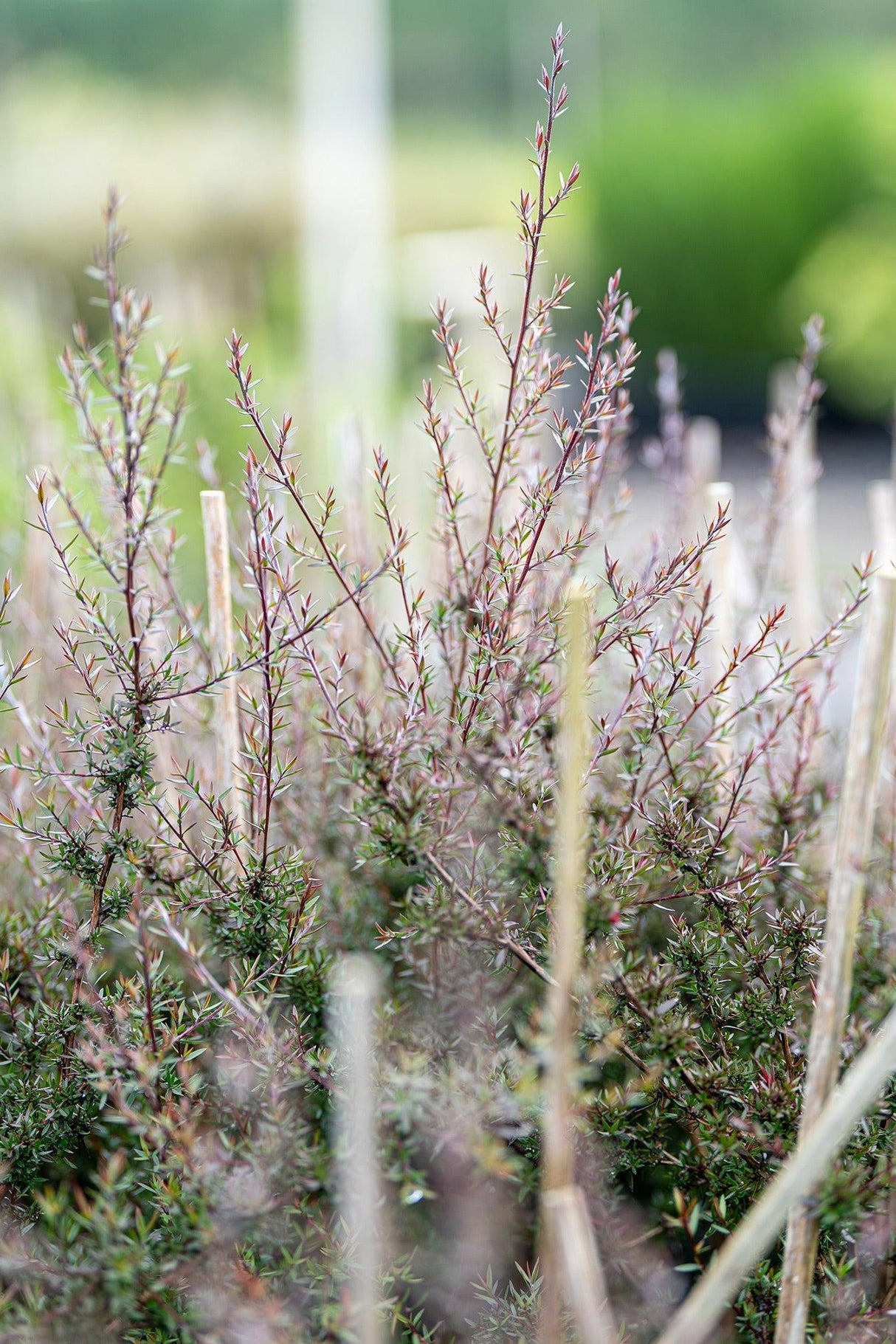 Leptospermum scoparium 'Nanum Rubrum' - Nanum Rubrum Tea Tree