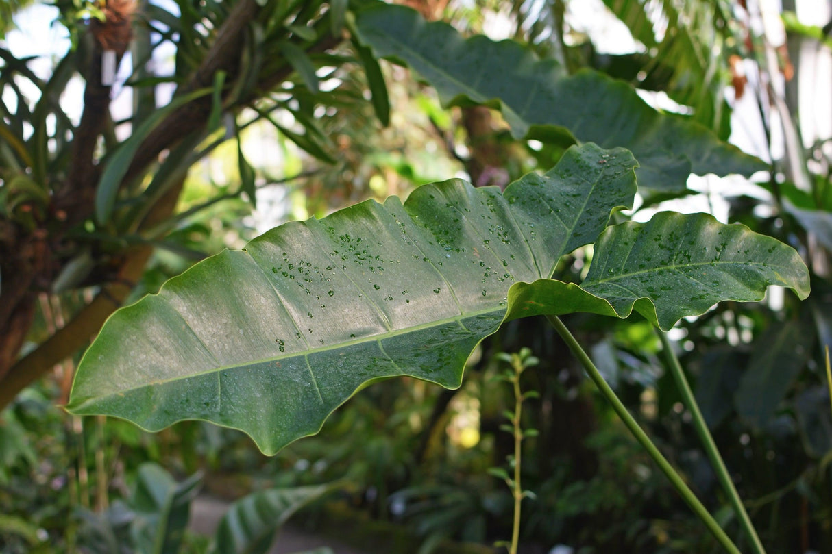 Philodendron stenolobum - Narrow Lobed Philodendron