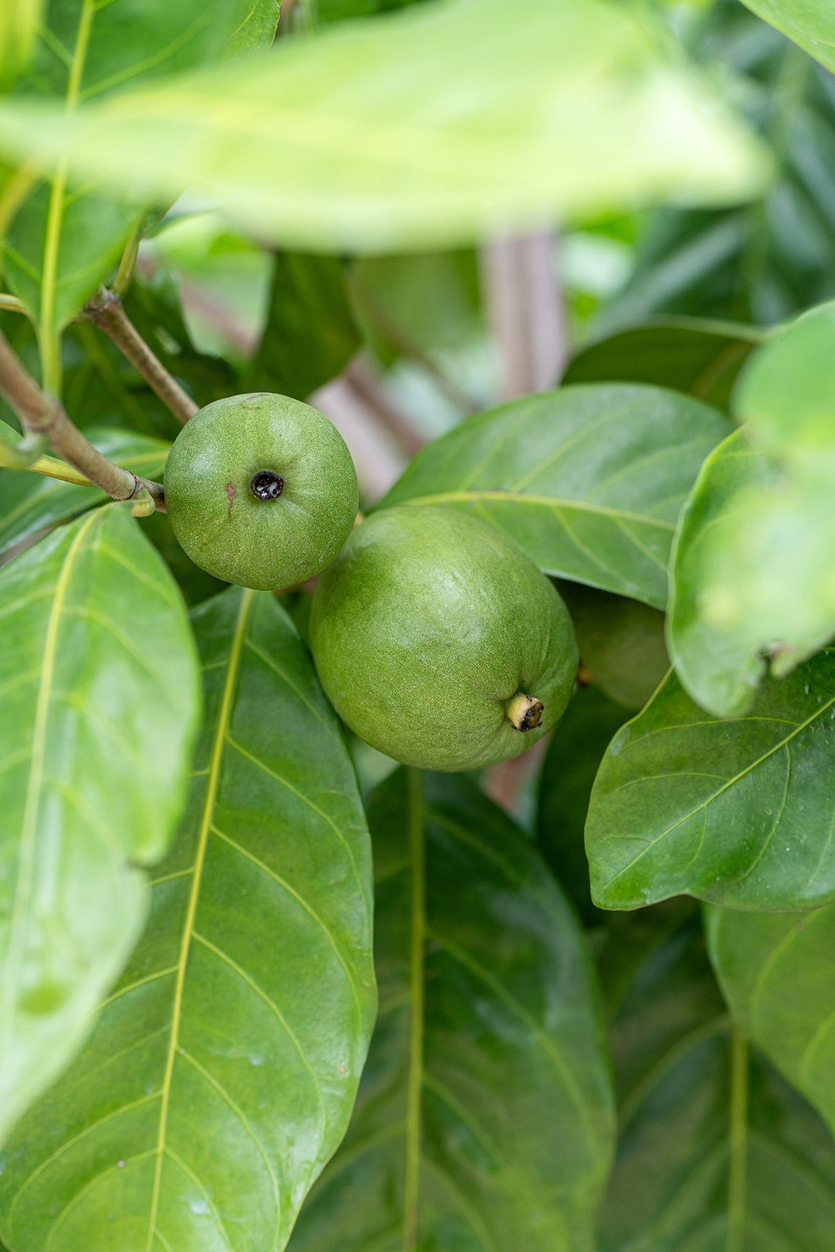 Randia fitzalanii - Native Gardenia