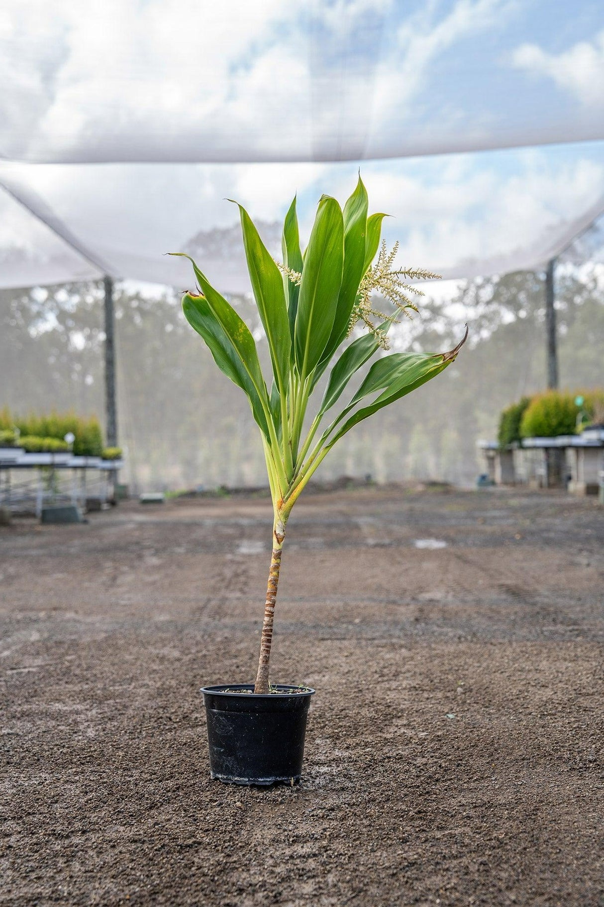 Cordyline fruticosa 'New Conga' - New Conga Cordyline