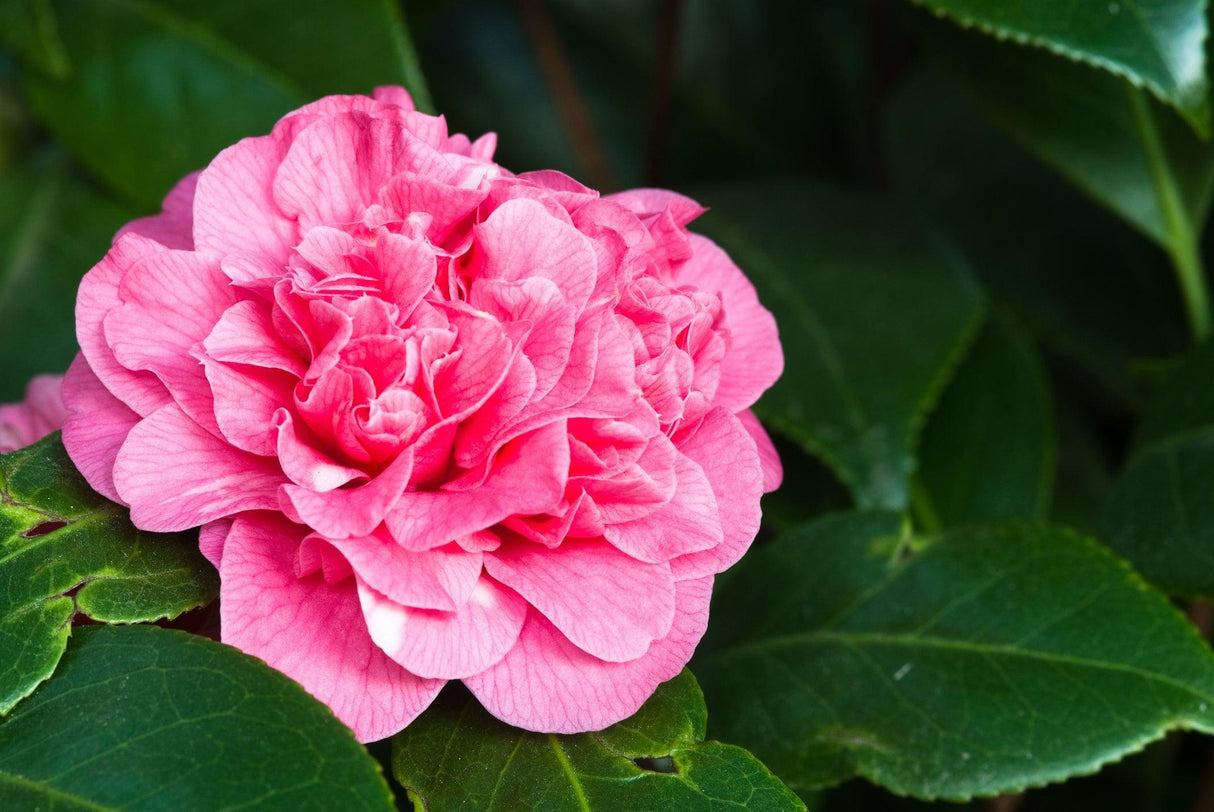 Camellia japonica 'Nuccio's Jewel' - Nuccio's Jewel Camellia