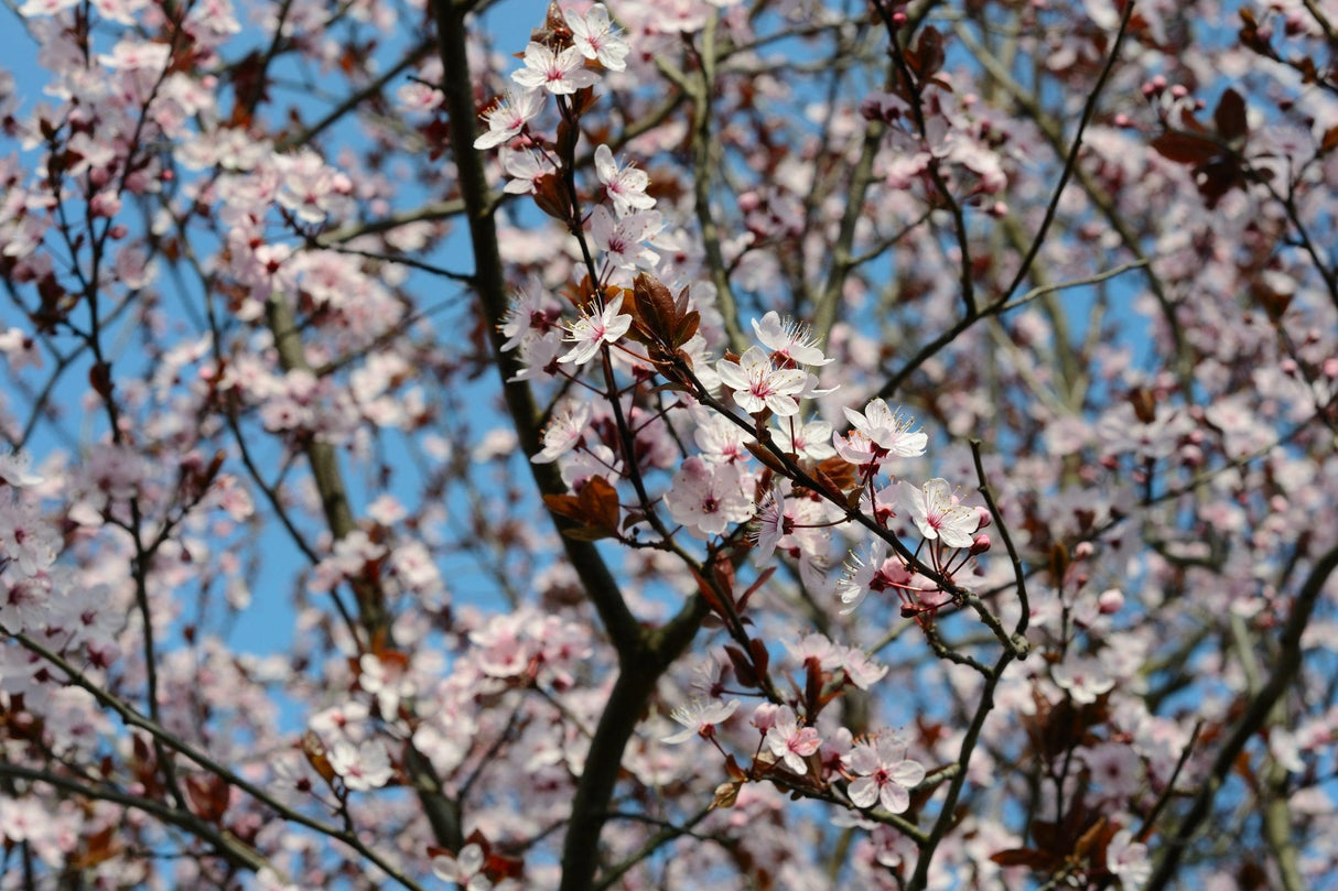 Prunus cerasifera 'Oakville Crimson Spire' - Oakville Crimson Spire Cherry Plum