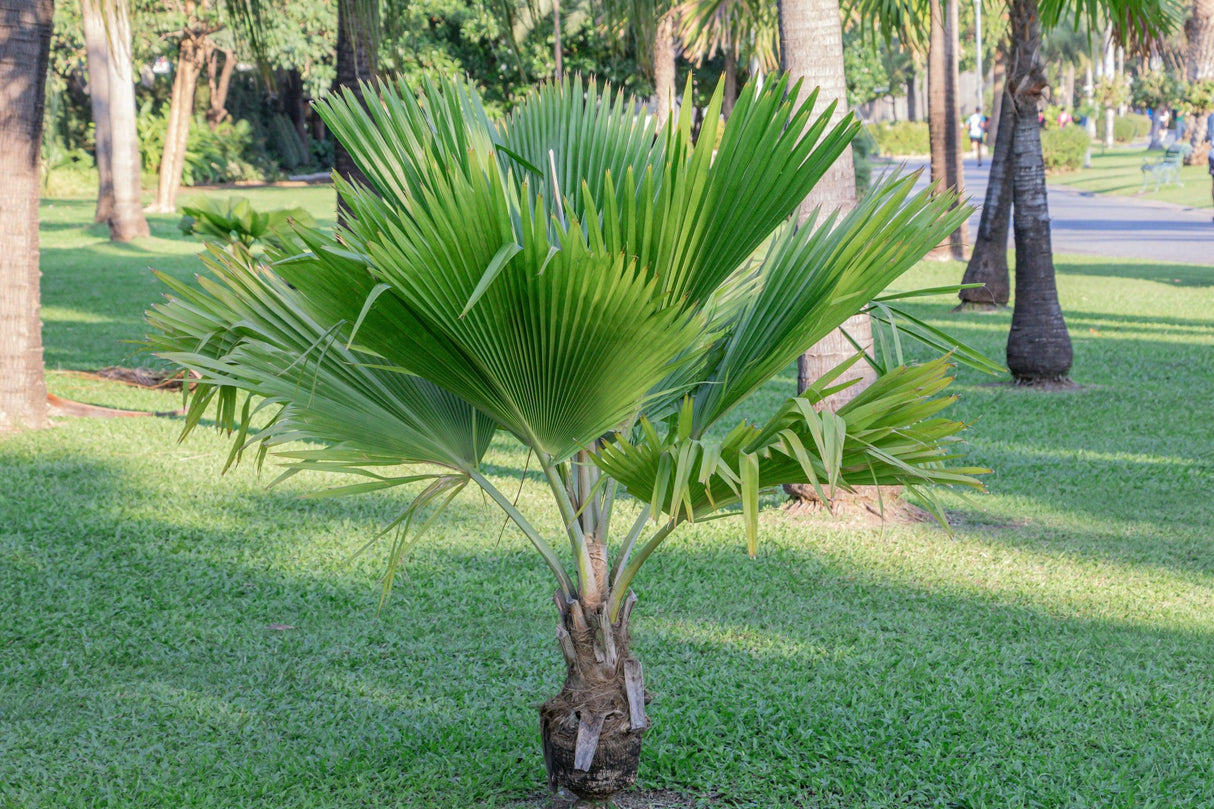 Kentiopsis oliviformis - Oliviform Palm