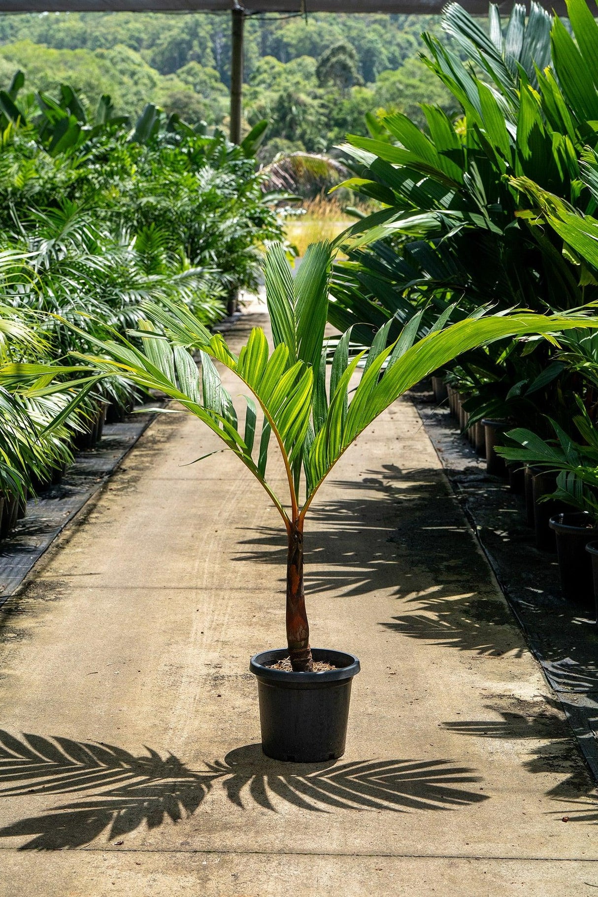 Areca vestiaria 'Orange Form' - Orange Areca Palm