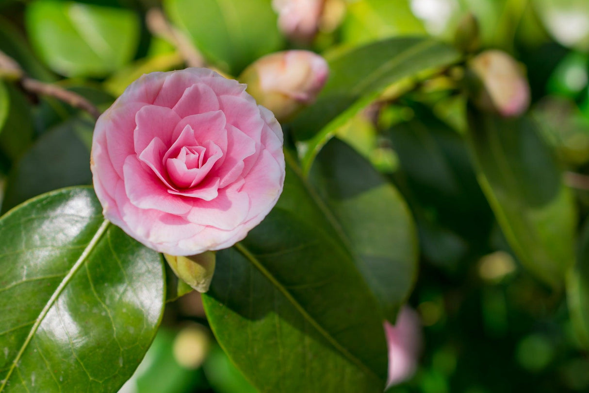 Camellia sasanqua 'Paradise Blush' - Paradise Blush Camellia