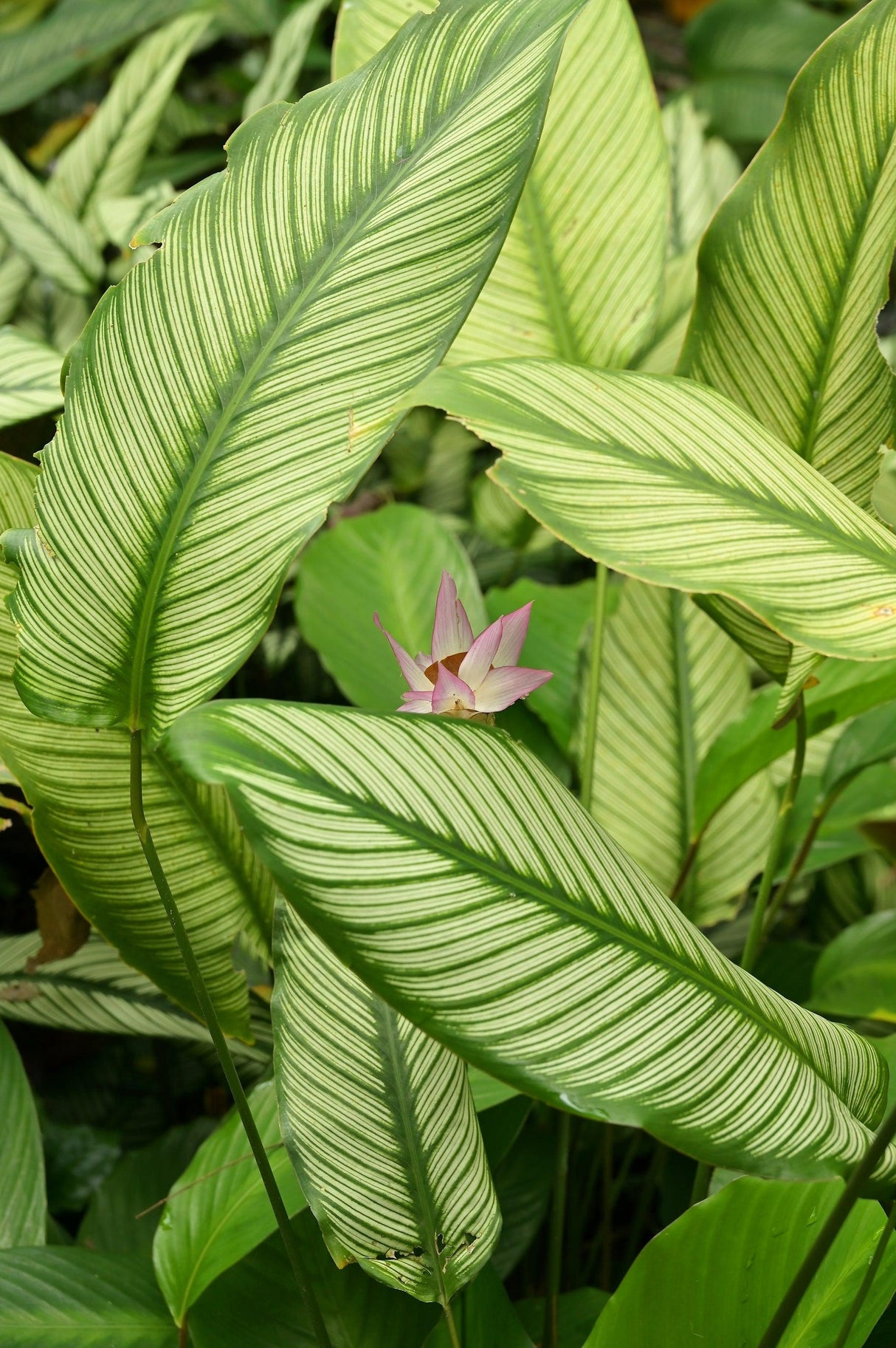 Calathea 'Bicajoux Pink' - Pink Bicajoux Calathea