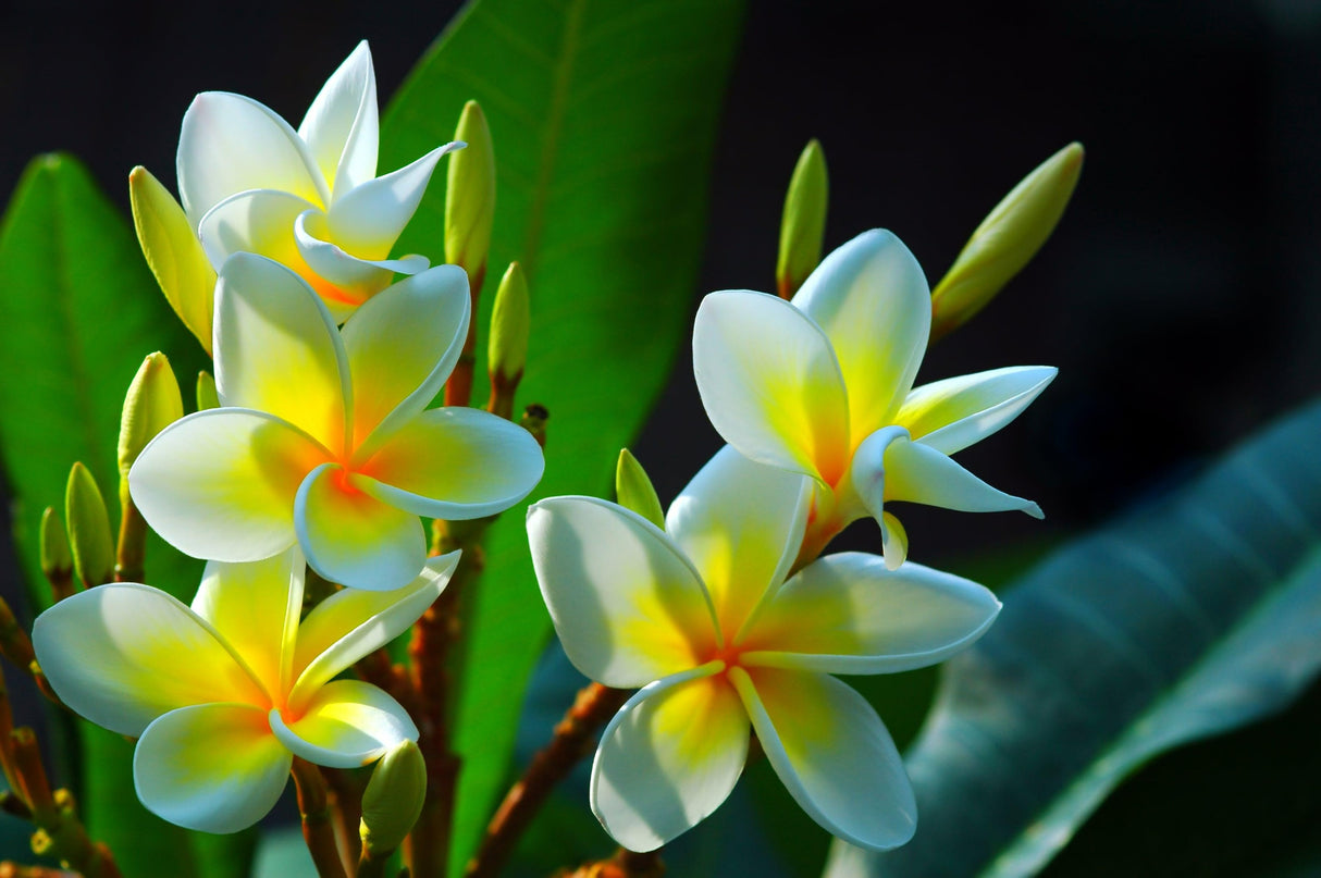 Plumeria acuta - Pointed-leaf Frangipani